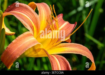 Sonnendurchflutete orangene Taglilie, die in warmen Goldtönen gegen üppiges grünes Laub leuchtet und die Schönheit eines Sommergartens einfängt Stockfoto