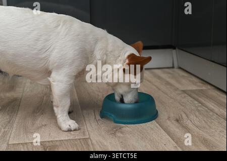 Der süße Jack Russell-Hund isst aus Plastikschale auf Laminatboden. Weißer brauner Hund konsumiert gesunde Ernährung. Das liebliche Haustier isst Premium-Produkte, Stockfoto