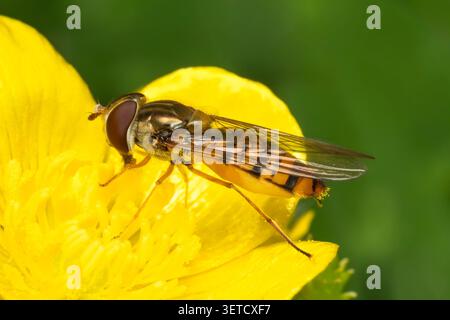 Makroaufnahme einer Marmelade hoverfly (Episyrphus balteatus), die eine gelbe Blume bestäubt, mit Wespenmimimimimimikry, Tierinsekten Stock-Foto-Bild Stockfoto