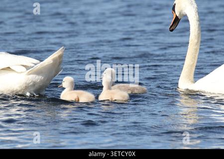 Stummes Schwanenpaar mit drei Zygneten, die im Frühling auf einem blauen See schwimmen Stockfoto