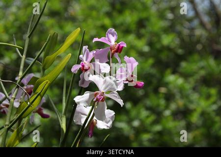 Blumenstrauß von Vanda Miss Joaquim (Singapur) Orchideen bei Sonnenschein (Nahaufnahme, Orchideen, tropisch, exotisch) Stockfoto