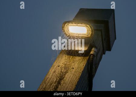 Spinnennetz Nebel und Tautropfen. Stockfoto