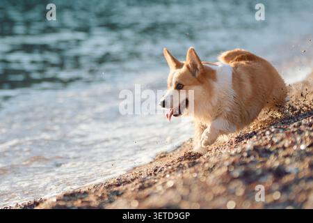 Pembroke Welsh Corgi genießt das warme Sommerwetter an einem Kiesstrand. Entspanntes Verhalten von Haustieren sorgt für eine fröhliche Lifestyle-Szene im Freien. Stockfoto