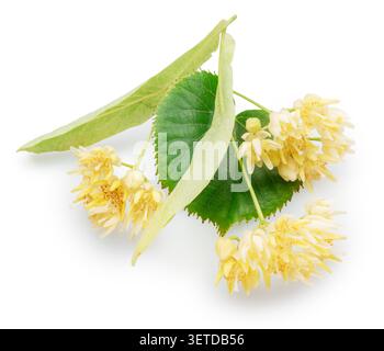 Frische Lindenblüten mit grünen Blättern auf weißem Hintergrund. Diese aromatischen Blüten des Tilia-Baumes werden häufig für die gesunde Herstellung verwendet Stockfoto