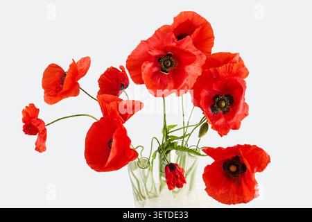 Rote Mohnblüten in mehreren Reagenzgläsern angeordnet Stockfoto