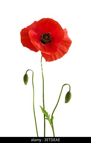 Rote Mohnblume blüht mit ungeöffneten Knospen Stockfoto