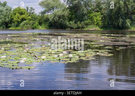 Weiße Seerosen und schwimmende Lilienpads auf einem ruhigen Süßwasserteich in der Sommersonne Stockfoto