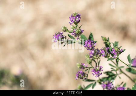 Makroaufnahme der Pflanze Medicago sativa alfalfa mit violetten Blüten, die im Sommerfeld unter natürlichem Tageslicht blühen, mit detaillierten Texturen und weichen Farben Stockfoto