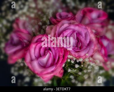 Ein lebhafter Blumenstrauß aus rosa Rosen Stockfoto
