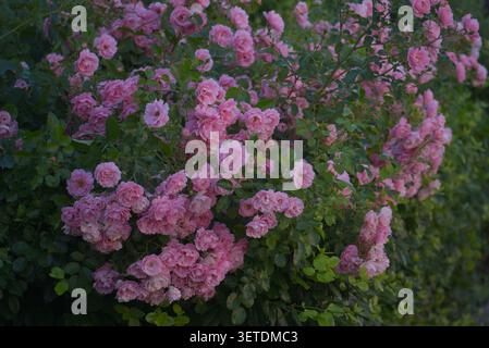Ein großer dekorativer Sträucher mit Gartenklettern oder Sträucher, der während der Sommersaison reichlich mit rosa Blüten und Knospen bedeckt ist. Dicht grün fol Stockfoto