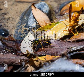 Nahaufnahme zweier Wespen auf flachem Wasser zwischen nassen Blättern und Steinen. Die Insekten interagieren in der Nähe des Wassers und zeigen das natürliche Verhalten in einer wilden Umgebung Stockfoto