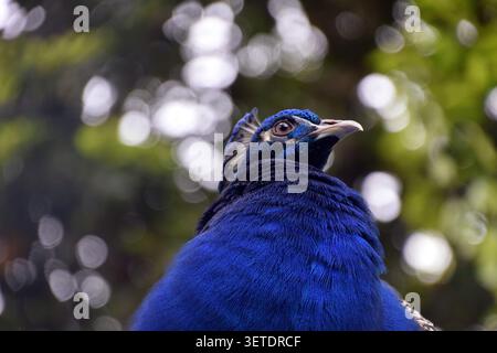 Nahaufnahme eines männlichen indischen Pfauens (Pfau) im Monte Palace Tropical Garden, Funchal, Madeira, Portugal Stockfoto