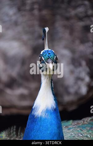 Kopfporträt eines männlichen indischen Pfauens (Pfau) im Monte Palace Tropical Garden, Funchal, Madeira, Portugal Stockfoto