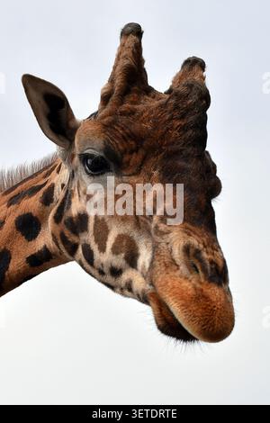 Nahaufnahme einer Giraffe am hellen Himmel im West Midlands Safari Park, Worcestershire, England Stockfoto