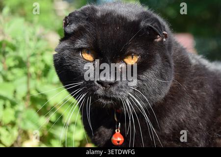 Schwarzes Scottish Fold Katzenporträt draußen Stockfoto