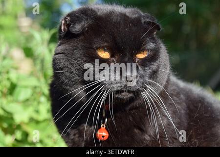 Schwarzes Scottish Fold Katzenporträt draußen Stockfoto