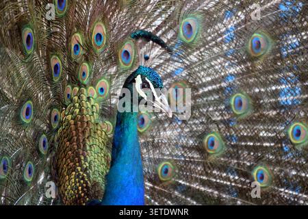 Indische Pfauze mit ihren bunten Schwanzfedern Stockfoto