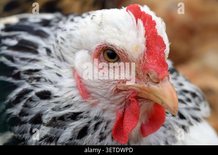 Nahporträt eines gesprenkelten Haushühnes Stockfoto