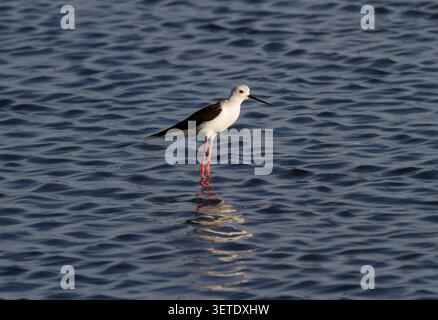 Der Schwarzflügelpfahl steht tagsüber auf einem Bein im flachen Wasser in Olhao, Algarve, Portugal. Stockfoto