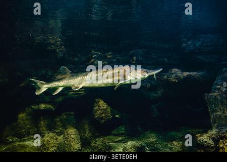 Kaluga-Störe, huso dauricus. Sturgeon schwimmt in einem großen Aquarium im Ozeanarium. Stockfoto