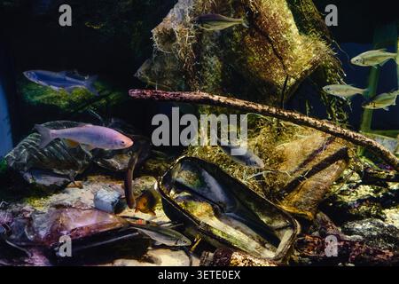 Zur Problematik der Kunststoffverschmutzung unter dem Meer. Stockfoto