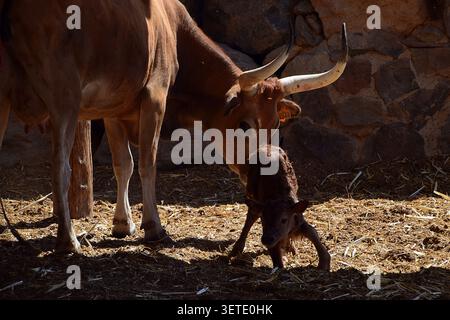 Sioux City, Gran Canaria, Spanien - 25. Juni 2025: Texas Longhorn Kuh mit neugeborenem Kalb im Gehege im Wild West Freizeitpark Stockfoto