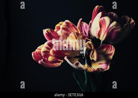 Bunte rote und gelbe Tulpen mit wunderschönen gestreiften Blütenblättern auf dunklem Hintergrund Stockfoto