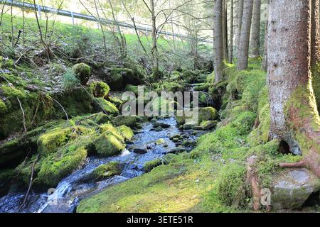 Idyllischer Poppelbach bei Gompelscheuer im Schwarzwald Stockfoto