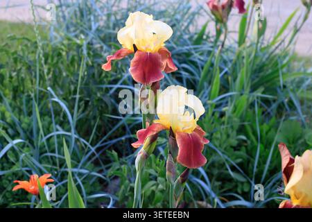 In einem Frühlingsgarten blühen zweifarbige Irisblumen. Elegante gelbe und burgunderrote Bartlilien wachsen zusammen mit langen grünen Ziergrasblättern als A Stockfoto