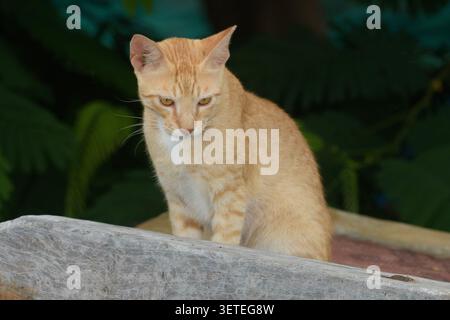 Orangefarbene Hauskatze, die auf einer Holzoberfläche mit dunklem Naturhintergrund sitzt Stockfoto