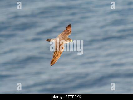 Wanderfalke in der Luft mit weit geöffneten Flügeln. Stockfoto