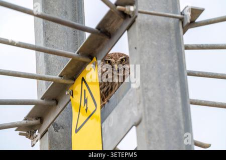 Waldohle (Athene noctua) lugt hinter Warnschild für Hochspannung an Metallkonstruktion hervor Stockfoto