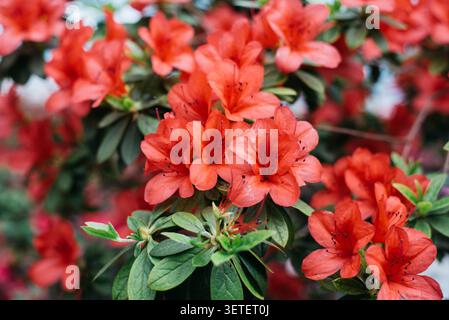 Blühende hellrote Azaleen, Gattung Rhododendron. Hintergrundbild. Leerzeichen für Text. Hochwertige Fotos Stockfoto
