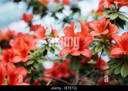 Blühende hellrote Azaleen, Gattung Rhododendron. Hintergrundbild. Leerzeichen für Text. Stockfoto