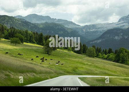 Wunderschöne alpine Landschaft mit einer gewundenen Bergstraße, weidenden Kühen auf grünen Wiesen, dichten immergrünen Wäldern und dramatischen Berggipfeln Stockfoto