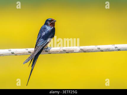Schwalbe (Hirundo rustica) sitzt und singt auf einem weißen Seil in einem leuchtend gelben Blumenfeld Stockfoto
