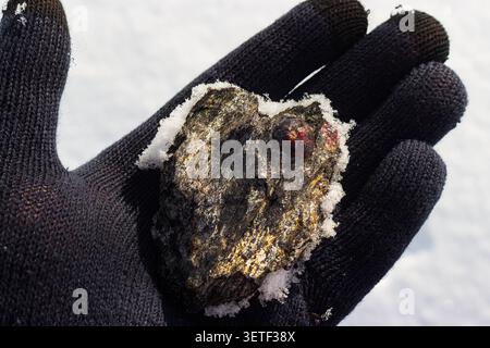 Markanter Almandingranat in Glimmerschiefer, in einer Hand mit Handschuhen gewogen, prallt vor einem schneebedeckten Hintergrund und offenbart die raue Schönheit der Erde. Kaution Kitelskoe, Ki Stockfoto
