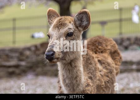 Nahaufnahme eines jungen Sikahirschs im Nara-Park, Nara, Japan. Stockfoto