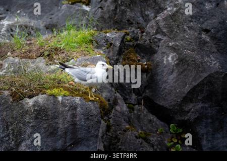 Weiße Möwen stehen auf dunklen felsigen Klippen mit Moos und Gras, die eine ruhige Küstenlandschaft mit stimmungsvollem natürlichem Licht schaffen Stockfoto