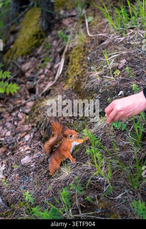 Kleines rotes Eichhörnchen steht auf moosbedeckten Waldbänken und greift in der Nähe von Grasflächen zur menschlichen Hand, wodurch eine enge Szene mit Wildtieren entsteht Stockfoto