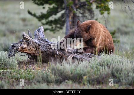 Schwarzbär der Zimtphase zeigt seine Stärke, indem er einen Baumstamm auf der Suche nach Termiten und anderen Insekten rollt, im Grand Teton National Park, Wyoming Stockfoto