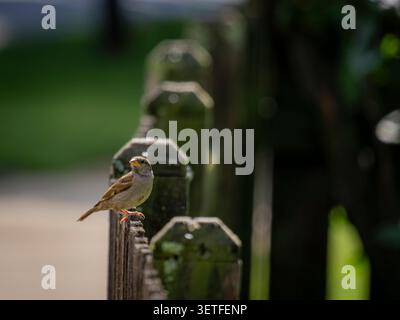 Kleiner Hausspatzenvogel auf einem rustikalen Holzpfahlzaun in einem Garten im Hinterhof mit weichem Bokeh Hintergrund Stockfoto