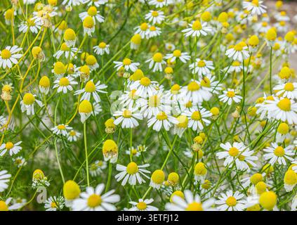Die Heilkamille (Matricaria recutita) blüht im Wiesenhintergrund. Weiße Marguerite Daisies blüht in einem Garten oder einer Wiese. Stockfoto