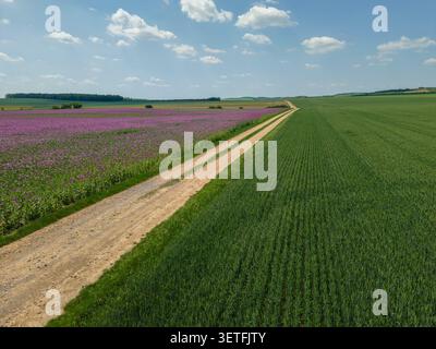 Unbefestigter Weg, der sich durch grüne und violette landwirtschaftliche Felder unter blauem Himmel schlängelt Stockfoto