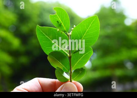 Glänzender Liguster (Ligustrum lucidum). Immergrüne Oleaceae. Der Unterschied zu Ligustrum japonicum besteht darin, dass die Blattnerven sichtbar sind, die Beeren sind kugelförmig. Stockfoto