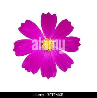 Wunderschöne rosa Kosmos Blume isoliert auf weißem Hintergrund. Detaillierte Nahaufnahme einer einzelnen blühenden Cosmos bipinnatus-Blüte mit leuchtendem magentafarbenem Haustier Stockfoto