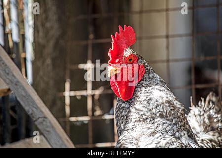 Ein junger grauer gesprenkelter Hahn mit einem schönen roten Kamm in einem Hühnerstall Stockfoto