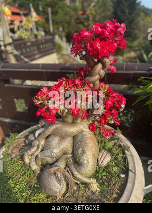 Blühender Bonsaibaum mit roter Wüstenrose in einem Keramiktopf draußen. Eine wunderschöne adenium obesum bonsai Pflanze mit leuchtenden rosa-roten Blüten und einer faszinierenden Stockfoto