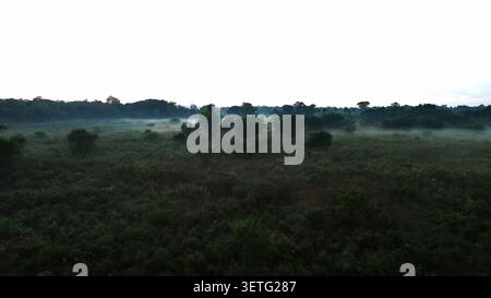 Nebel bedeckt das offene Feld. Grüne Gräser bedecken den Boden. Weit entfernte Bäume bilden eine weiche Silhouette. Licht am frühen Morgen filtert durch den Nebel. Ideal Stockfoto