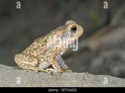 Rohrkröte (Rhinella Marina) im Regenwald bei Nacht, Manu Nationalpark, Peru. Stockfoto